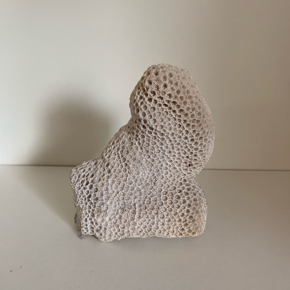 Natural coral decor